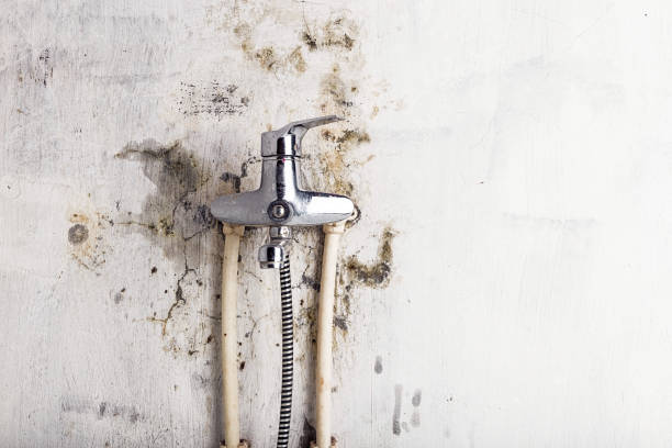 Trusted Springville, VA Mold Removal Experts