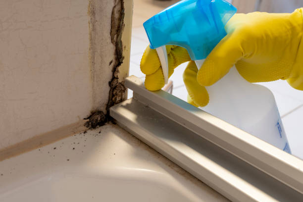 Best Fast Mold Removal  in Springville, VA