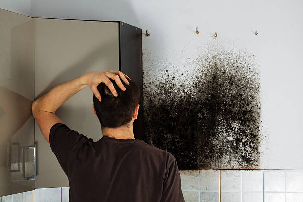 Best Attic Mold Removal  in Springville, VA