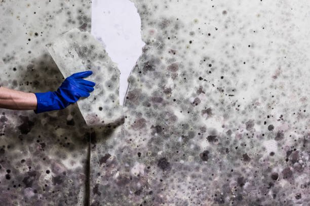 Best Commercial Mold Removal  in Springville, VA